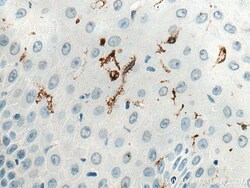 CD207 Mouse Monoclonal Antibody, Proteintech Unconjugated; 150 &mu;L:Antibodies,