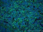 Thumbnail_CD3 Rabbit Recombinant Antibody, Proteintech:Antibodies:Primary Antibodies