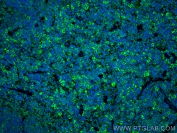 CD3 Rabbit Recombinant Antibody, Proteintech:Antibodies:Primary Antibodies