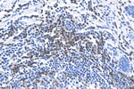 Thumbnail_CD3 Rabbit Recombinant Antibody, Proteintech:Antibodies:Primary Antibodies