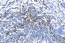 CD3 Rabbit Recombinant Antibody, Proteintech:Antibodies:Primary Antibodies