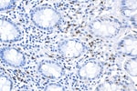 Thumbnail_CD3 Rabbit Recombinant Antibody, Proteintech:Antibodies:Primary Antibodies