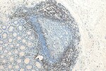 Thumbnail_CD3 Rabbit Recombinant Antibody, Proteintech:Antibodies:Primary Antibodies
