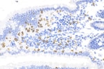 Thumbnail_CD3 Rabbit Recombinant Antibody, Proteintech:Antibodies:Primary Antibodies