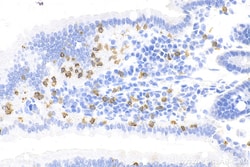 CD3 Rabbit Recombinant Antibody, Proteintech:Antibodies:Primary Antibodies