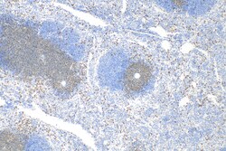 CD3 Rabbit Recombinant Antibody, Proteintech:Antibodies:Primary Antibodies