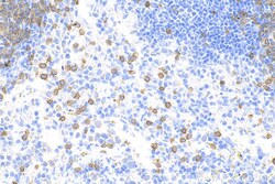 CD3 Rabbit Recombinant Antibody, Proteintech:Antibodies:Primary Antibodies