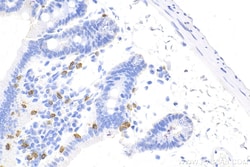 CD3 Rabbit Recombinant Antibody, Proteintech:Antibodies:Primary Antibodies