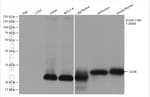 Thumbnail_CD3 Rabbit Recombinant Antibody, Proteintech:Antibodies:Primary Antibodies