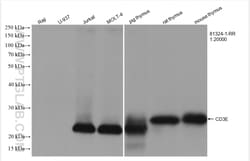 CD3 Rabbit Recombinant Antibody, Proteintech:Antibodies:Primary Antibodies