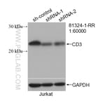 Thumbnail_CD3 Rabbit Recombinant Antibody, Proteintech:Antibodies:Primary Antibodies