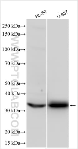 CD302 Rabbit Polyclonal Antibody, Proteintech 20 &mu;L | Buy Online | Proteintech | Fisher Scientific