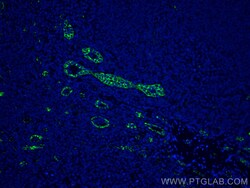CoraLite Plus 488-conjugated CD31 Mouse Monoclonal Antibody, Proteintech 20 &mu;L | Buy Online | Proteintech | Fisher Scientific
