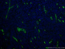 CoraLite Plus 488-conjugated CD34 Mouse Monoclonal Antibody, Proteintech:Antibodies:Primary
