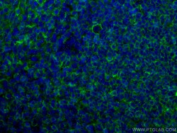 CoraLite Plus 488-conjugated CD40 Mouse Monoclonal Antibody, Proteintech