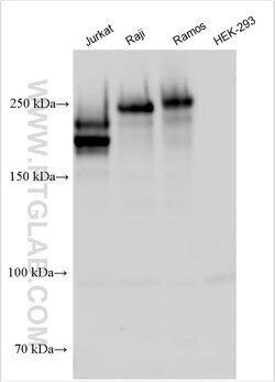 CD45 Rabbit Polyclonal Antibody, Proteintech:Antibodies:Primary Antibodies