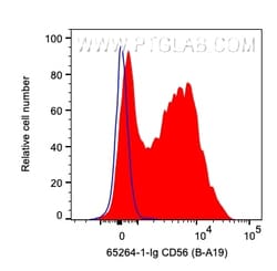 Anti-Human NCAM1/CD56 (B-A19), Proteintech Unconjugated; 100 &mu;g:Antibodies,