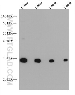 CD70 Mouse Monoclonal Antibody, Proteintech:Antibodies:Primary Antibodies