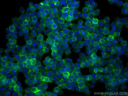 CoraLite Plus 488-conjugated CD71 Mouse Monoclonal Antibody, Proteintech:Antibodies:Primary