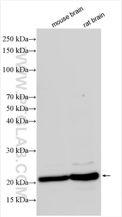 CD81 Rabbit Polyclonal Antibody, Proteintech Unconjugated; 20 &mu;L:Antikörper