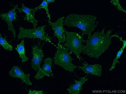 Proteintech CoraLite™ Plus 488-conjugated CD98/SLC3A2 Mouse Monoclonal Antibody, Proteintech