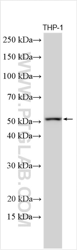 CDC20 Rabbit Polyclonal Antibody, Proteintech Unconjugated; 20 &mu;L:Anticuerpos