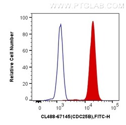 CoraLite Plus 488-conjugated CDC25B Mouse Monoclonal Antibody, Proteintech:Antibodies:Primary
