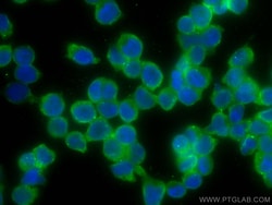 CoraLite Plus 488-conjugated CDC25B Mouse Monoclonal Antibody, Proteintech:Antibodies:Primary