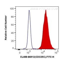CoraLite Plus 488-conjugated CDC25C Mouse Monoclonal Antibody, Proteintech:Antibodies:Primary