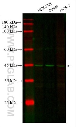 CoraLite Plus 488-conjugated CDC37 Mouse Monoclonal Antibody, Proteintech:Antibodies:Primary