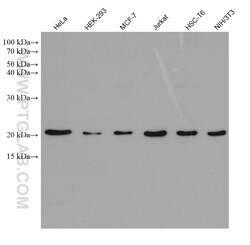 CDC42 Mouse Monoclonal Antibody, Proteintech:Anticuerpos:Anticuerpos primarios
