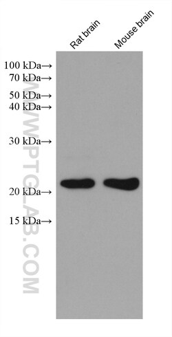 CDC42 Mouse Monoclonal Antibody, Proteintech:Anticuerpos:Anticuerpos primarios