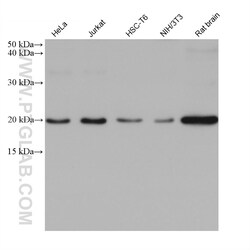 CDC42 Mouse Monoclonal Antibody, Proteintech:Anticuerpos:Anticuerpos primarios