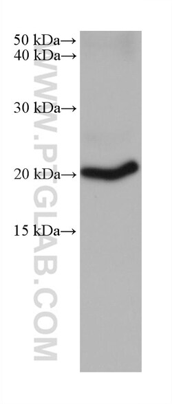 CDC42 Mouse Monoclonal Antibody, Proteintech:Anticuerpos:Anticuerpos primarios