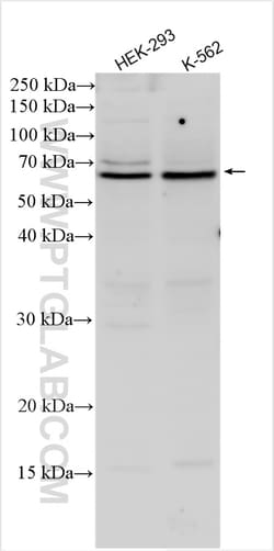 CDCA7L Rabbit Polyclonal Antibody, Proteintech:Antibodies:Primary Antibodies