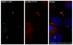 CDK10 Rabbit Polyclonal Antibody, Proteintech:Anticorps:Anticorps primaires