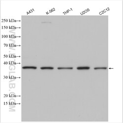 CDK10 Rabbit Polyclonal Antibody, Proteintech