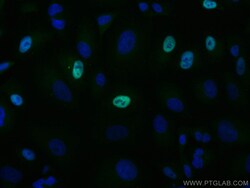 CoraLite Plus 488-conjugated CENPF Rabbit Polyclonal Antibody, Proteintech