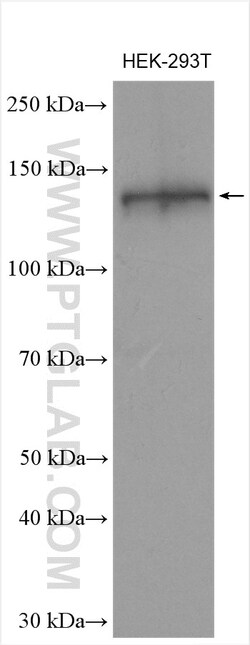 CEP128 Rabbit Polyclonal Antibody, Proteintech Unconjugated; 150 &mu;L:Antibodies,