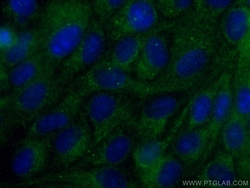 CoraLite Plus 488-conjugated CEP63 Mouse Monoclonal Antibody, Proteintech:Antibodies:Primary