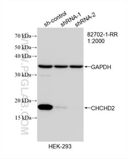 CHCHD2 Rabbit Recombinant Antibody, Proteintech Unconjugated; 20 &mu;L:Antibodies,