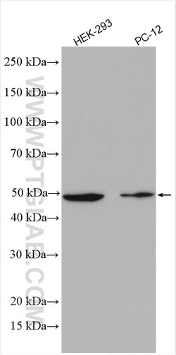 CHN1 Rabbit Polyclonal Antibody, Proteintech:Antibodies:Primary Antibodies