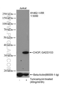 CHOP; GADD153 Rabbit Recombinant Antibody, Proteintech:Antibodies:Primary