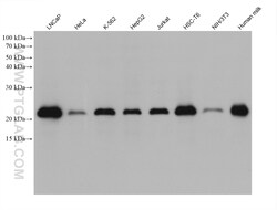 CIB1 Mouse Monoclonal Antibody, Proteintech Unconjugated; 150 &mu;L:Antibodies,