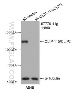 CLIP-115/CLIP2 Mouse Monoclonal Antibody, Proteintech:Anticorps:Anticorps