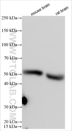 CMPK2 Rabbit Polyclonal Antibody, Proteintech