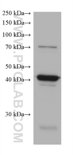 CREB3 Mouse Monoclonal Antibody, Proteintech:Antibodies:Primary Antibodies
