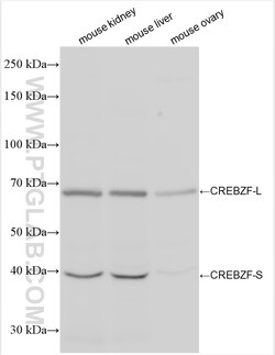 CREBZF Rabbit Polyclonal Antibody, Proteintech:Antibodies:Primary Antibodies