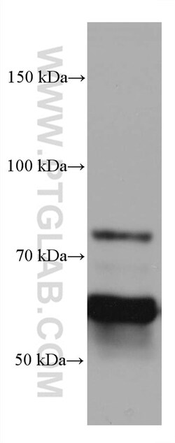 CRMP1 Mouse Monoclonal Antibody, Proteintech:Antibodies:Primary Antibodies