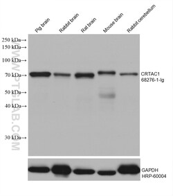 CRTAC1 Mouse Monoclonal Antibody, Proteintech Unconjugated; 20 &mu;L:Antibodies,